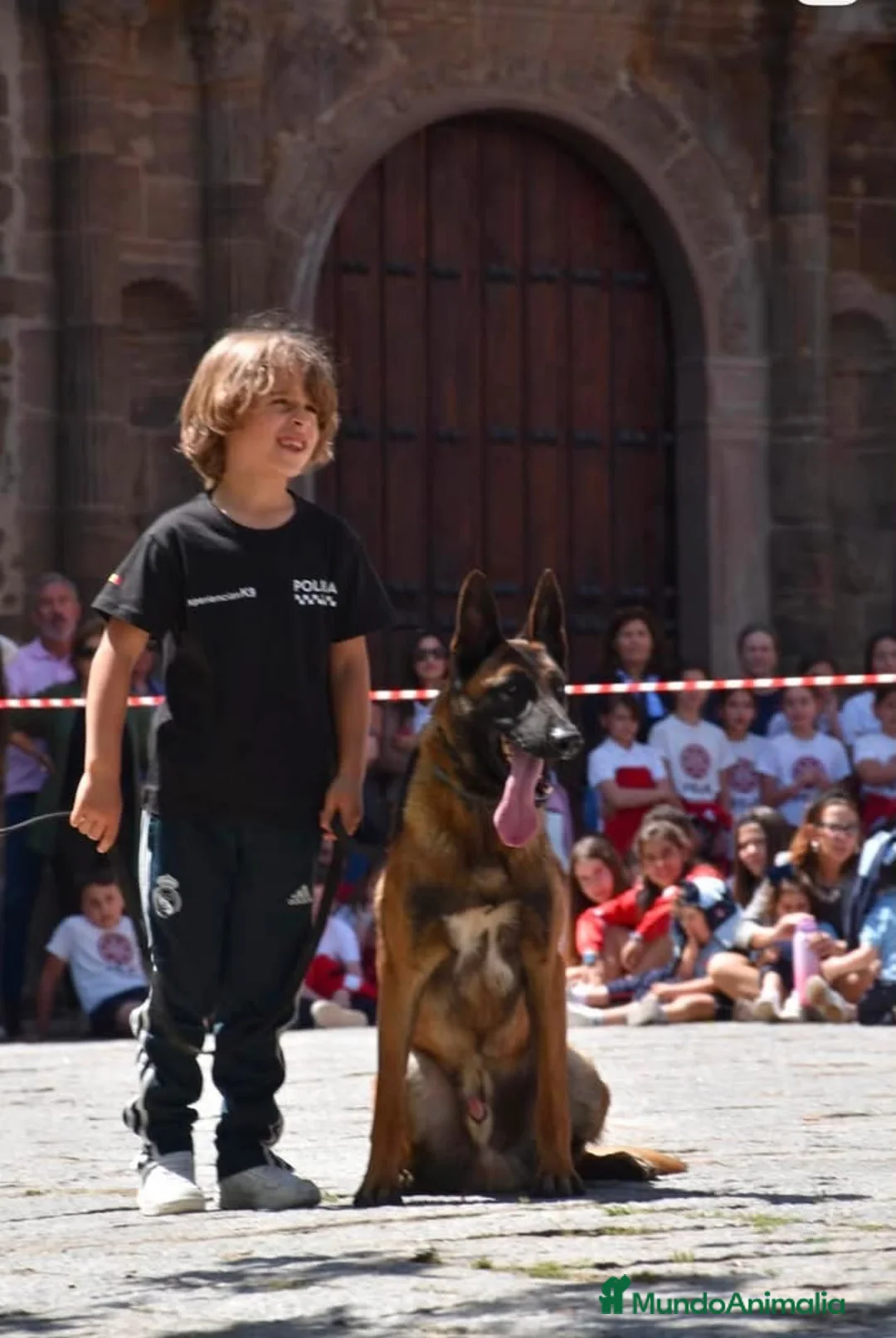 Pastor Belga Malinois perros en venta: Malinois línea de trabajo . en Madrid - Anuncio 2