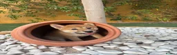 Shiba Inu perros en venta: SHIBA INU - Anuncio 2