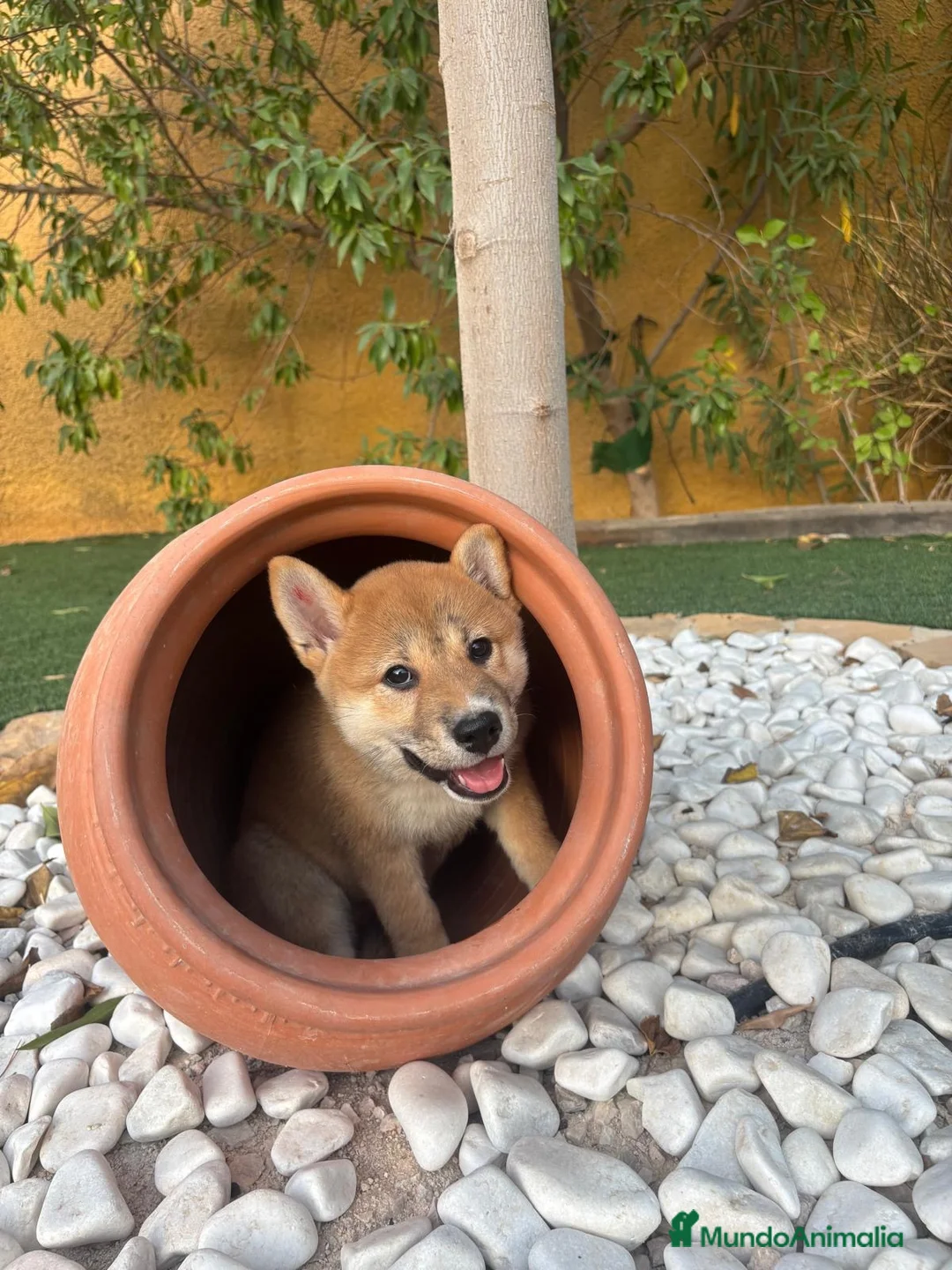 Shiba Inu perros en venta: SHIBA INU - Anuncio 2