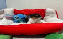 Jack Russell Terrier perros en venta: Jack Russell increíble camada - Imagen 8