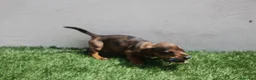 Teckel Miniatura perros en venta: Teckel Miniatura  - Anuncio 5
