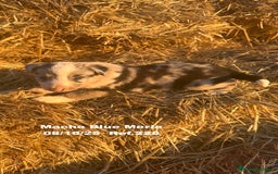 Border Collie perros en venta: Border Collie Blue Merle - Anuncio 28