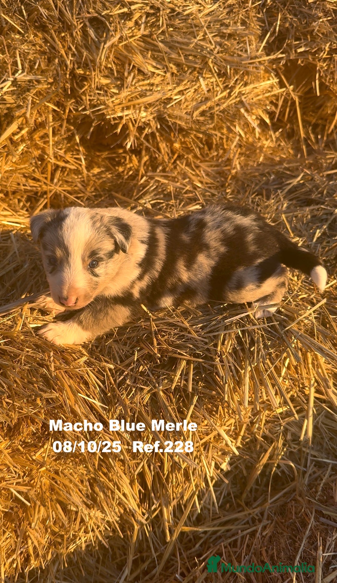 Border Collie perros en venta: Border Collie Blue Merle - Anuncio 28