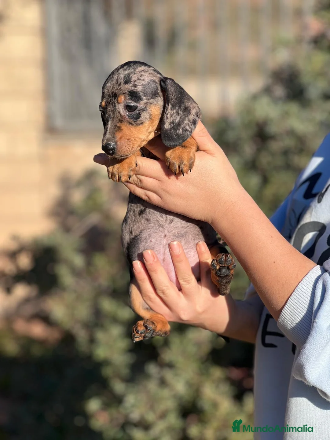 Teckel Miniatura perros en venta: TECKEL MINIATURA MERLE DISPONIBLES en Barcelona - Anuncio 6