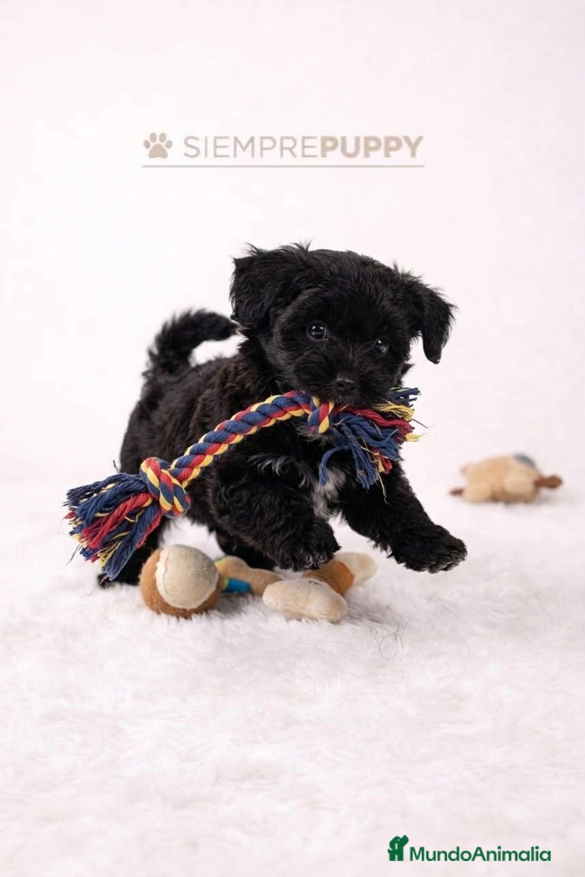 Maltipoo perros MALTIPOO TOY NEGRITA - Anuncio 2