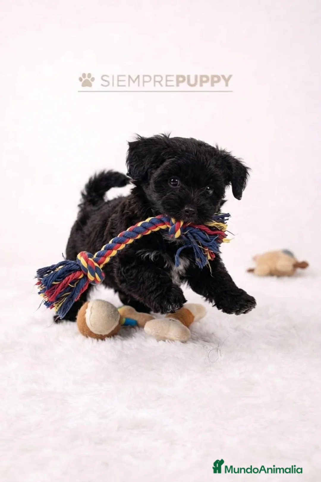 Maltipoo perros en venta: MALTIPOO TOY NEGRITA - Anuncio 1