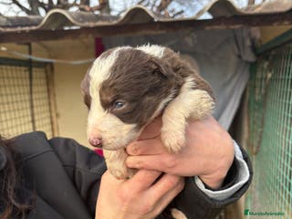 Border Collie perros Cachorro de Border Collie hembra chocolate - Anuncio 8