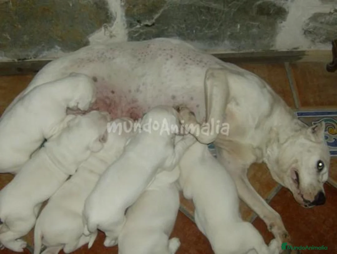 Imagen de galería {{count}}