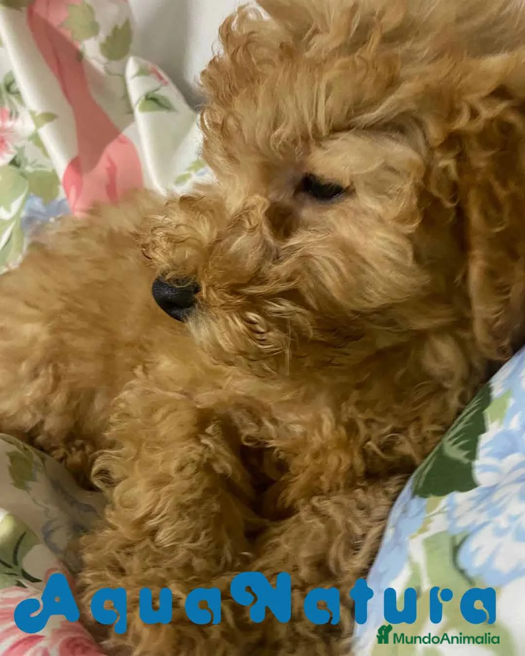 Caniche Mediano perros en venta: Caniche Macho de Camila y Can 5881 AQUANATURA en Barcelona - Anuncio 2