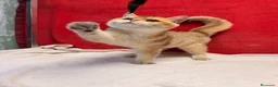 Británico de Pelo Corto gatos en venta: Precioso British Golden dorado - Anuncio 9