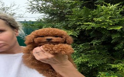 Caniche Toy perros en venta: Machito tea cup asiáticos  - Imagen 1