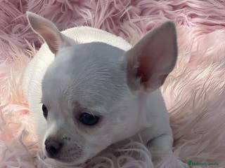 Chihuahua perros CHIHUAHUA BLANCOS DISPONIBLES - Anuncio 36