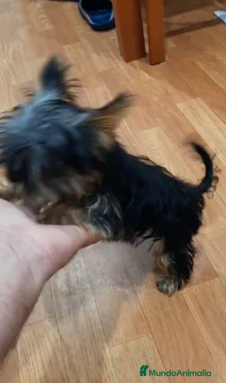 Yorkshire Terrier perros Yorkshire miniatura  - Anuncio 1