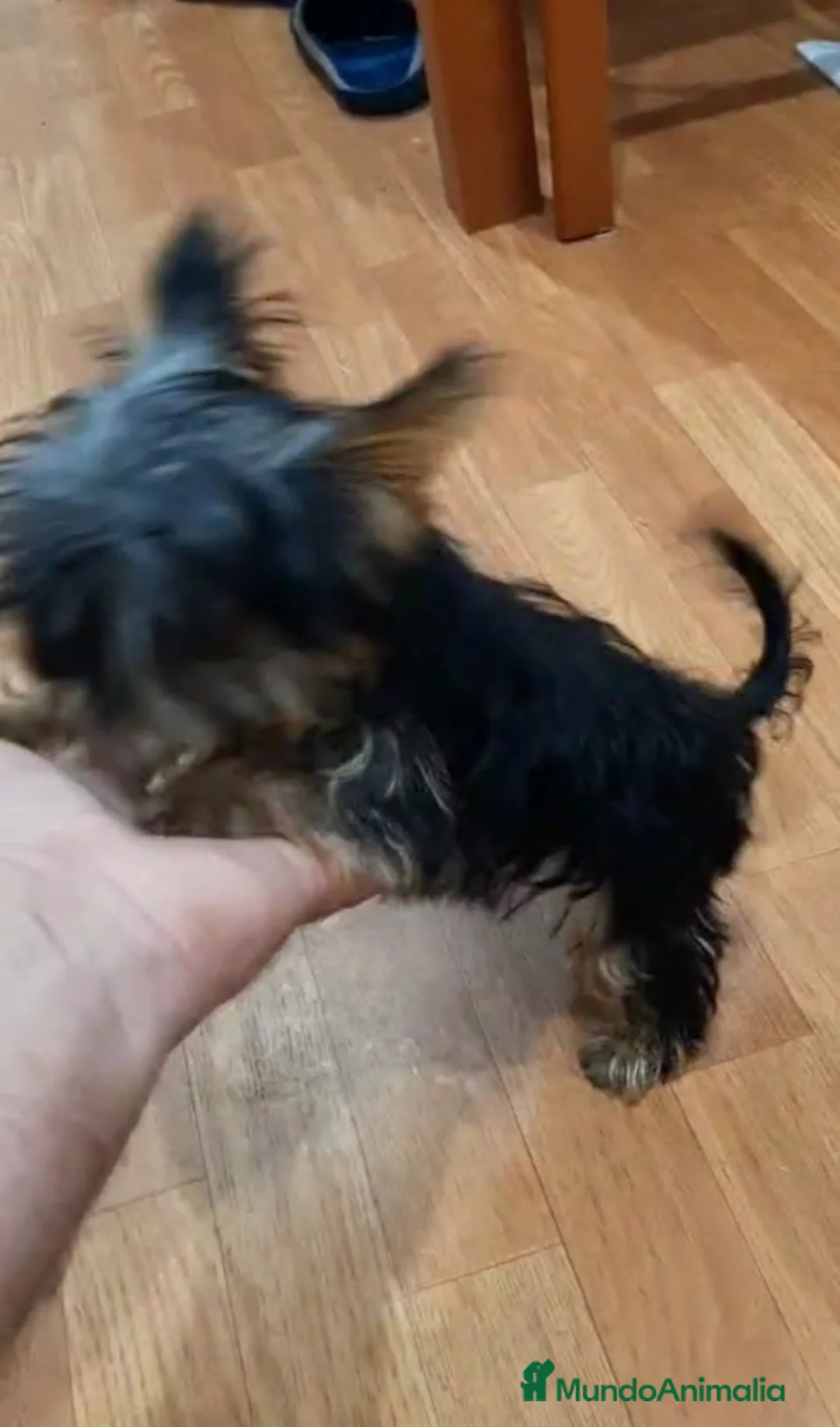 Yorkshire Terrier perros en venta: Yorkshire miniatura  - Anuncio 1