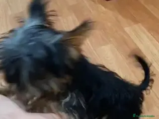 Yorkshire Terrier perros Yorkshire miniatura - Anuncio 1