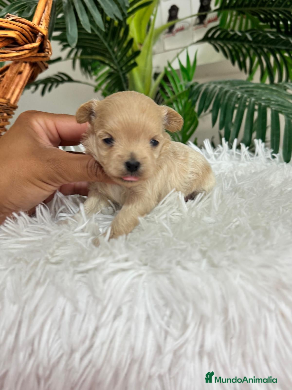 Maltipoo perros MALTIPOO 100% COREANO - Anuncio 3