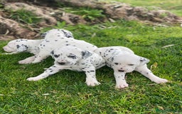 Dálmata perros en venta: Espectacular camada de dálmatas  - Imagen 1