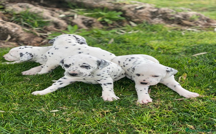 Dálmata perros en venta - Anuncio 5