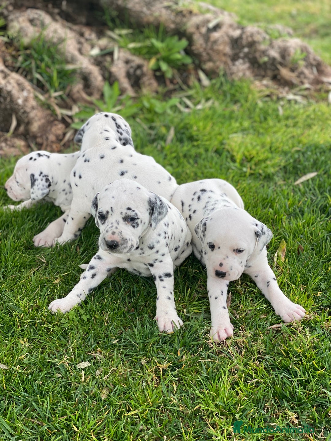Dálmata perros en venta: Espectacular camada de dálmatas  - Imagen 1