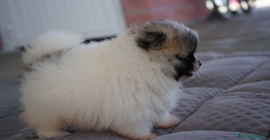 Pomerania perros - Propaganda 3