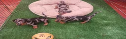 Teckel perros en venta: Teckel  arlequín  - Anuncio 1