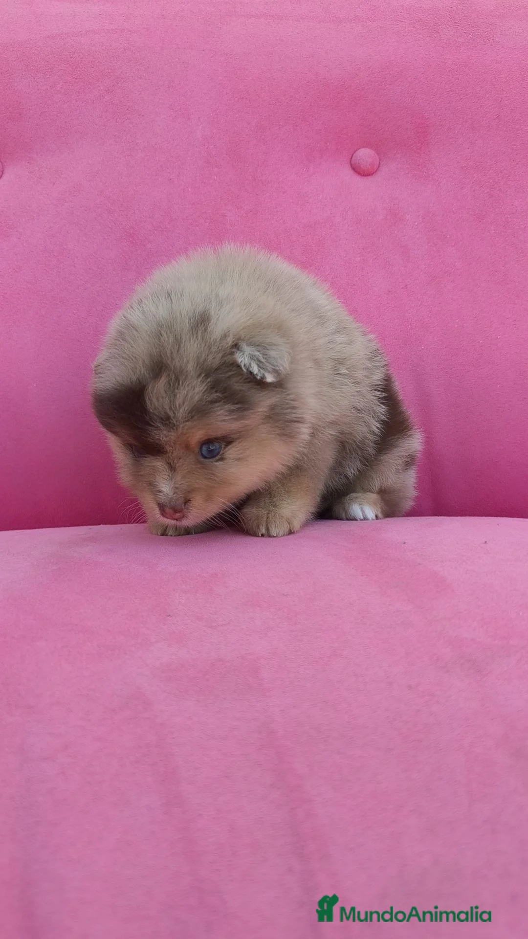 Pomerania perros en venta: Pomerania TOY Merle chocolate  - Anuncio 2