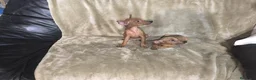 Pinscher Miniatura perros en venta: Preciosos pinscher miniatura rojos🐶🐾 en Cáceres - Anuncio 5