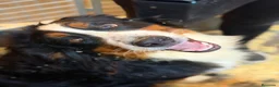 Boyero de Berna perros en venta: Boyero de Berna  - Anuncio 6