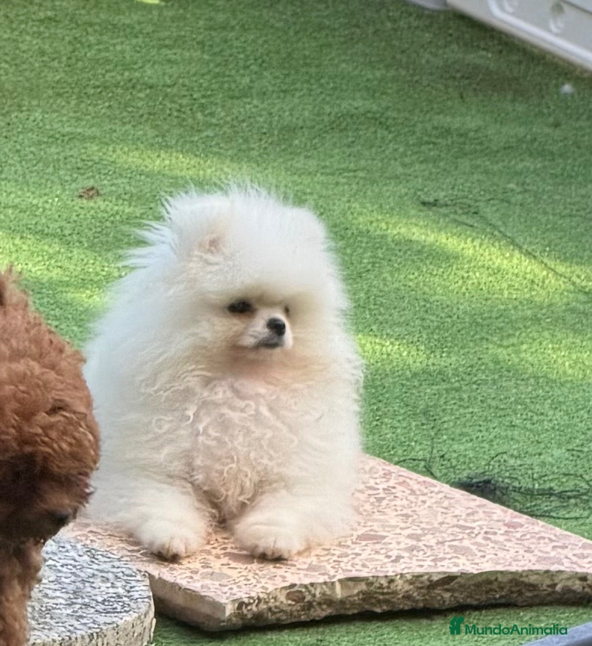 Pomerania perros Pomerania - Anuncio 11