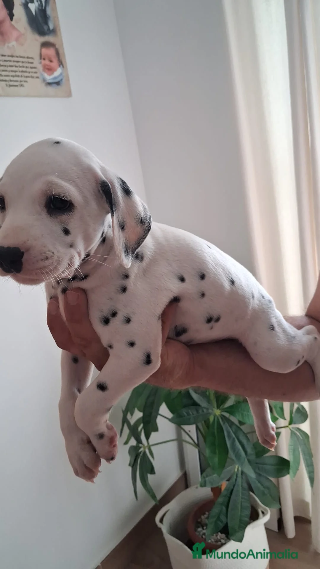 Dálmata perros en venta: Dalmata disponible  - Anuncio 2