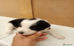Border Collie perros en venta: Border collie  - Imagen 5