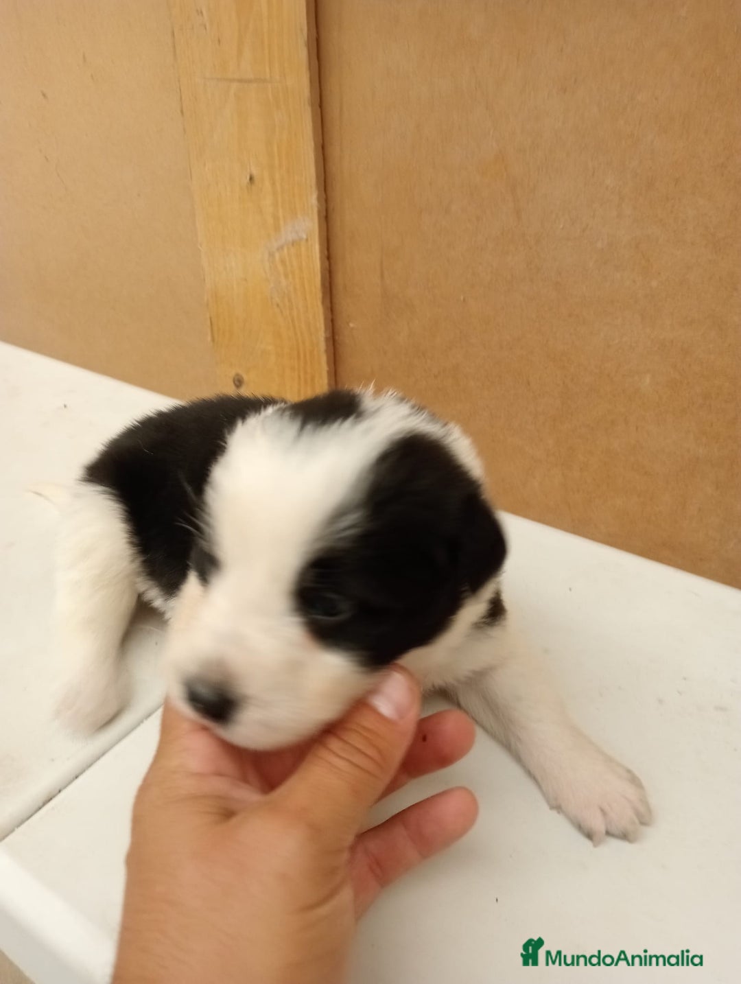 Border Collie perros en venta: Border collie  - Imagen 5