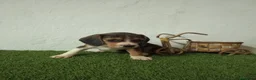 Beagle perros en venta: Beagle  - Anuncio 9