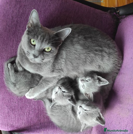 Imagen de galería {{count}}