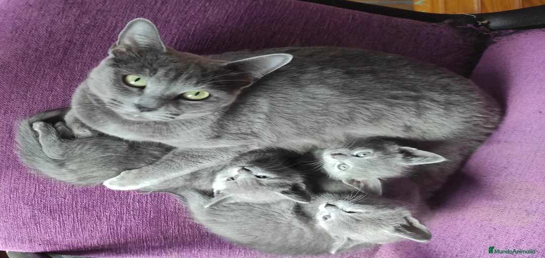 Imagen de galería {{count}}