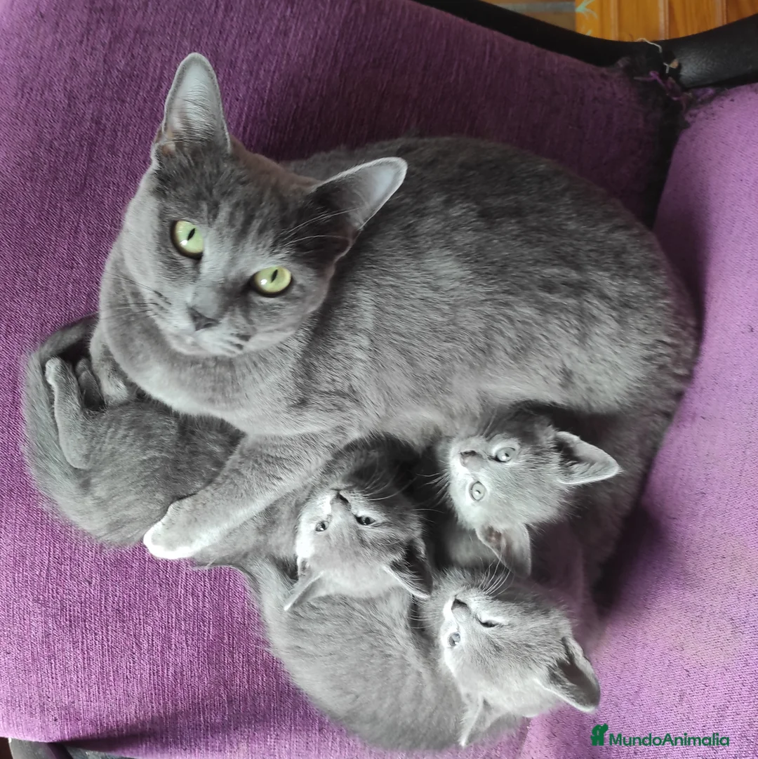 Imagen de galería {{count}}