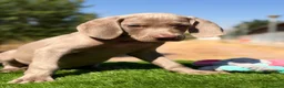 Weimaraner perros en venta: Braco de Weimar  - Anuncio 9