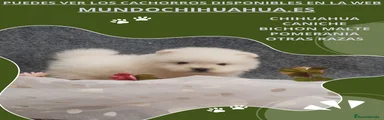 Pomerania Cachorro 7
