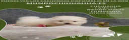 Pomerania perros en venta: PRECIOSO CACHORITO DE POMERANIA  - Anuncio 21