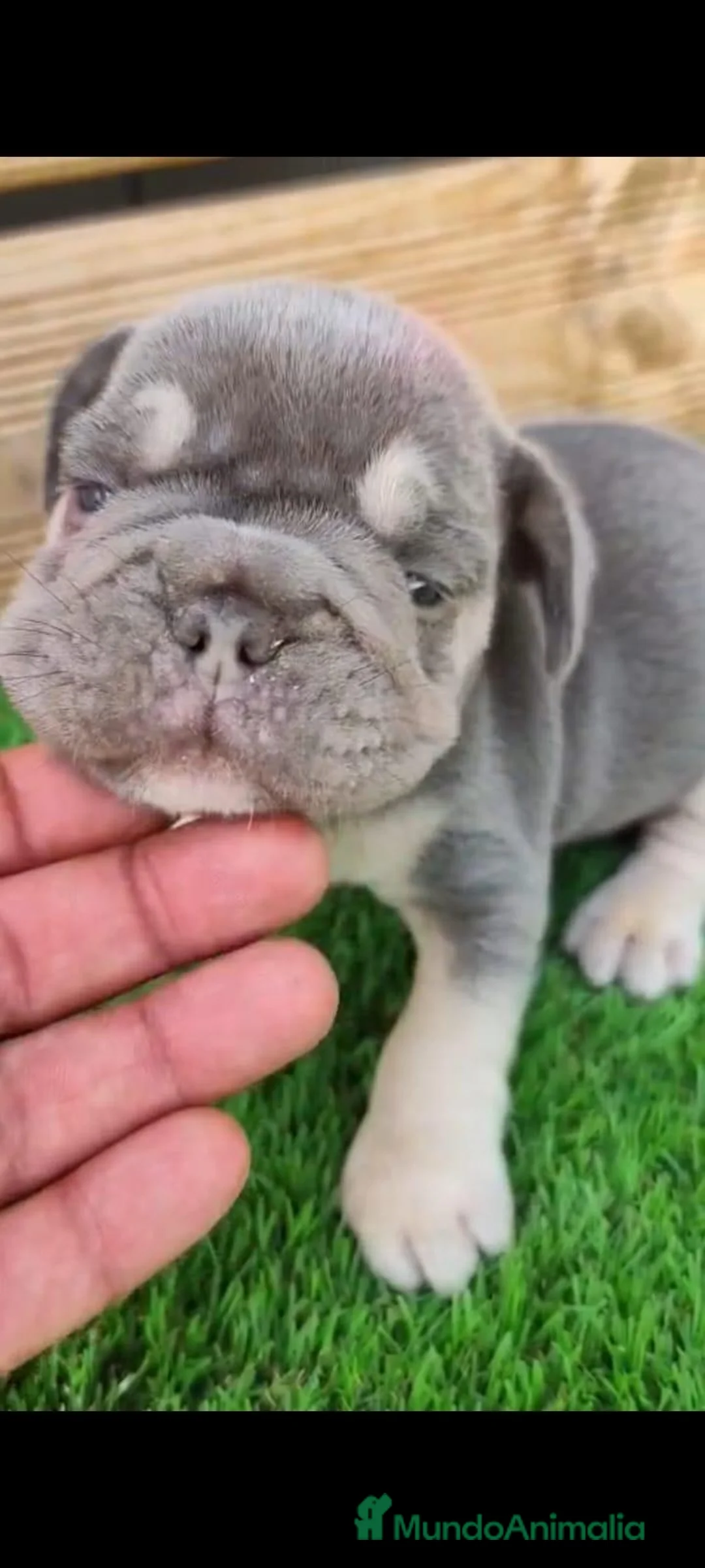 Bulldog Francés perros en venta: Bulldog frances, exoticos - Anuncio 3