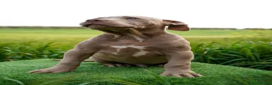 American Bully 1