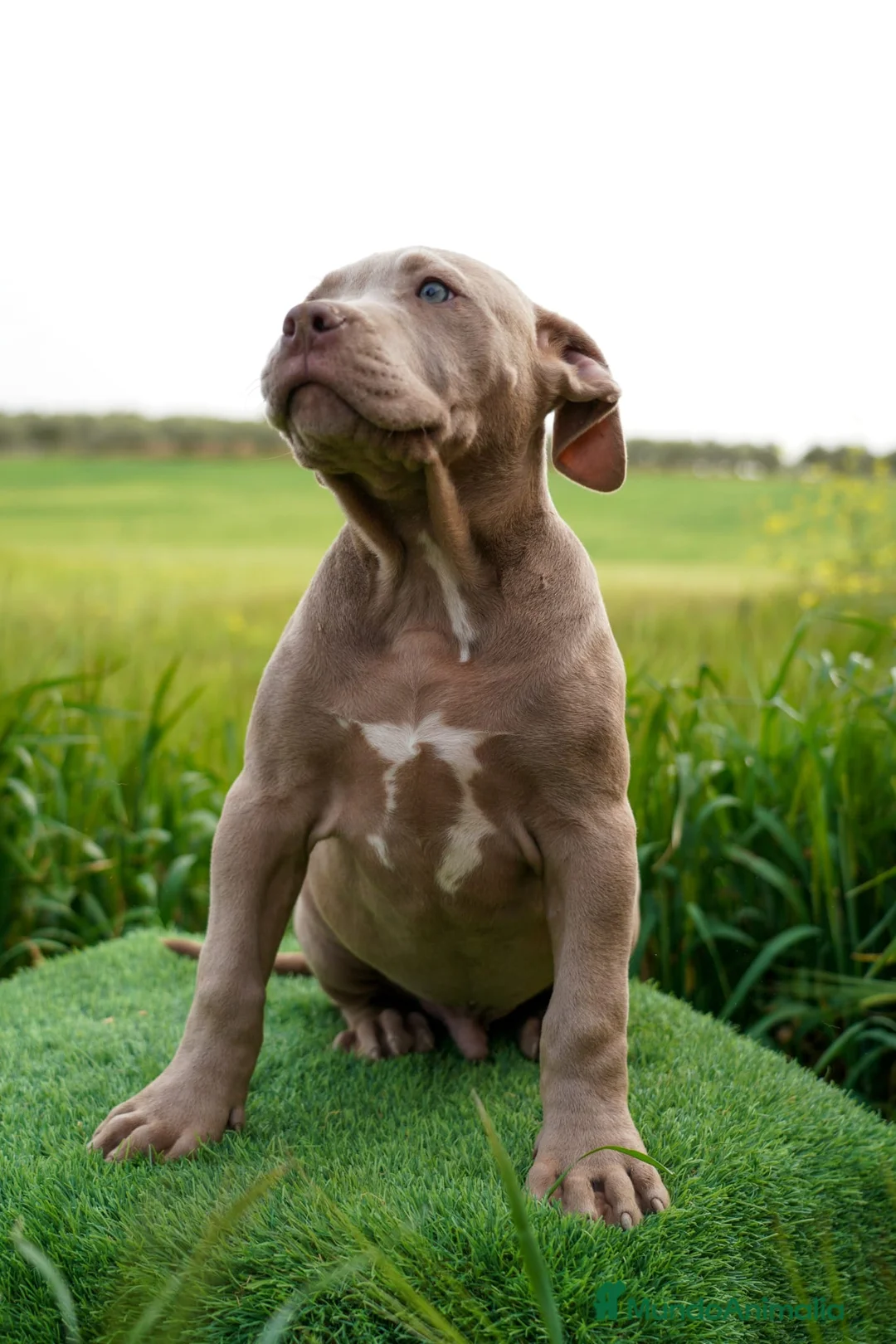 American Bully perros en venta: American bully macho xl lilac - Anuncio 3