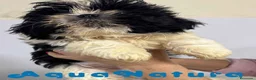 Shih Tzu perros en venta:  Shih Tzu Macho de Agata y Newman 1896 AQUANATURA - Anuncio 2