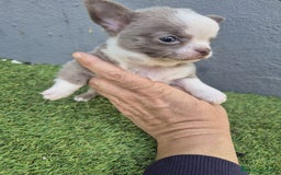 Chihuahua perros en venta: Chihuahua toy - Anuncio 3