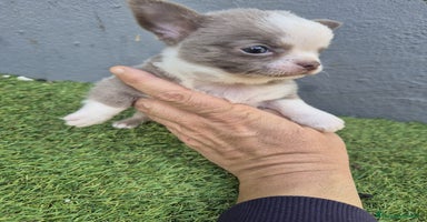 Chihuahua perros Chihuahua toy - Anuncio 1