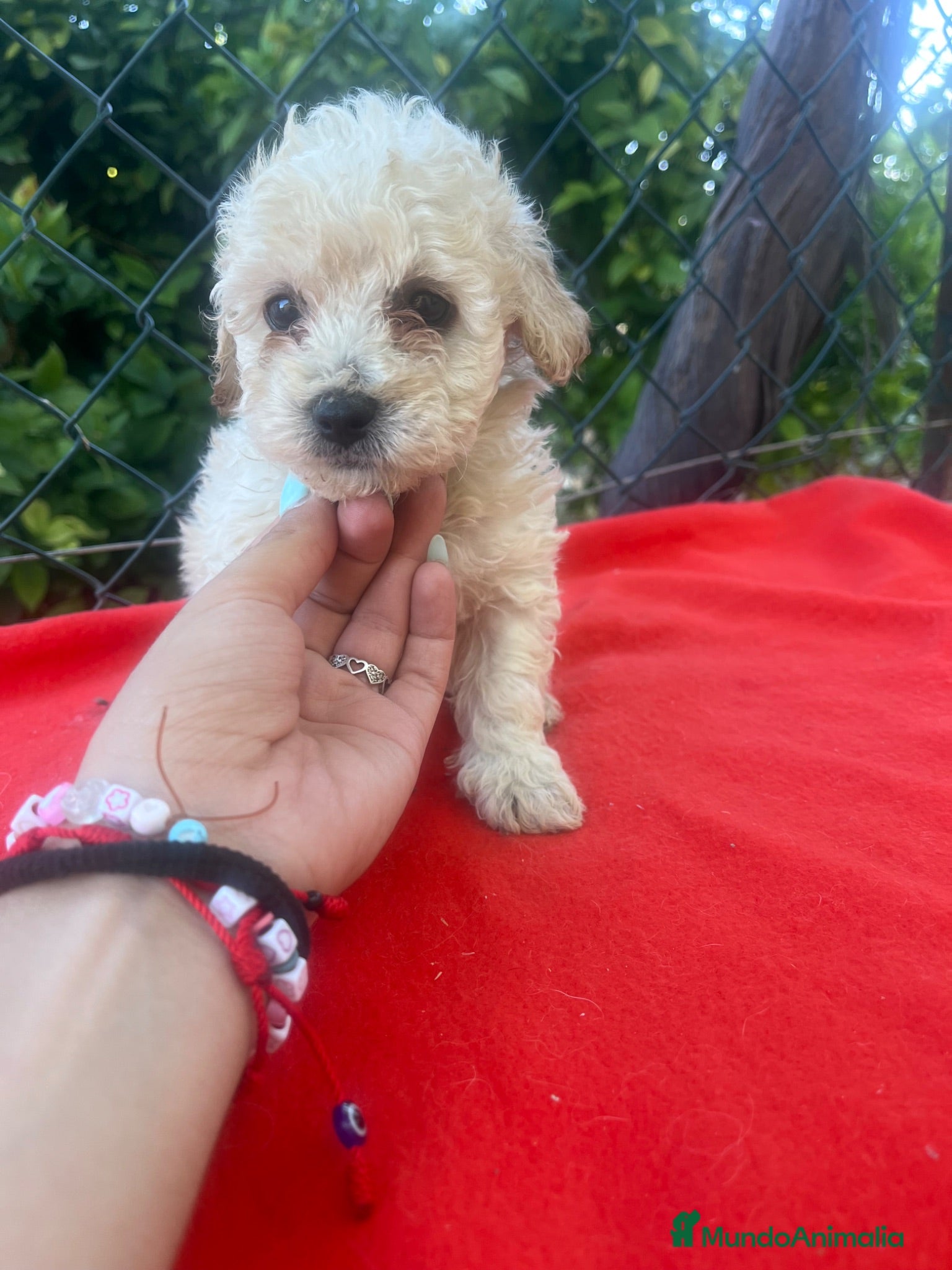 Maltipoo perros PRECIOSO MACHO DE MALTIPOO - Anuncio 4