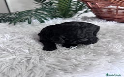 Caniche Toy perros en venta: CANICHE TOY MACHO - Anuncio 2