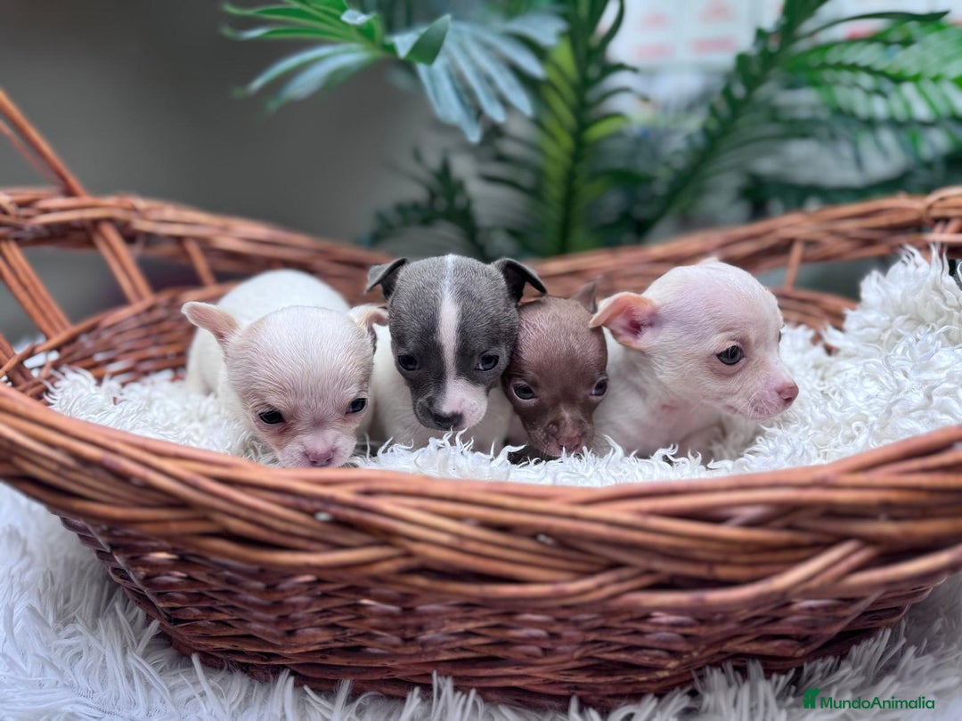 Chihuahua perros en venta: CHIHUAHUA  - Anuncio 2