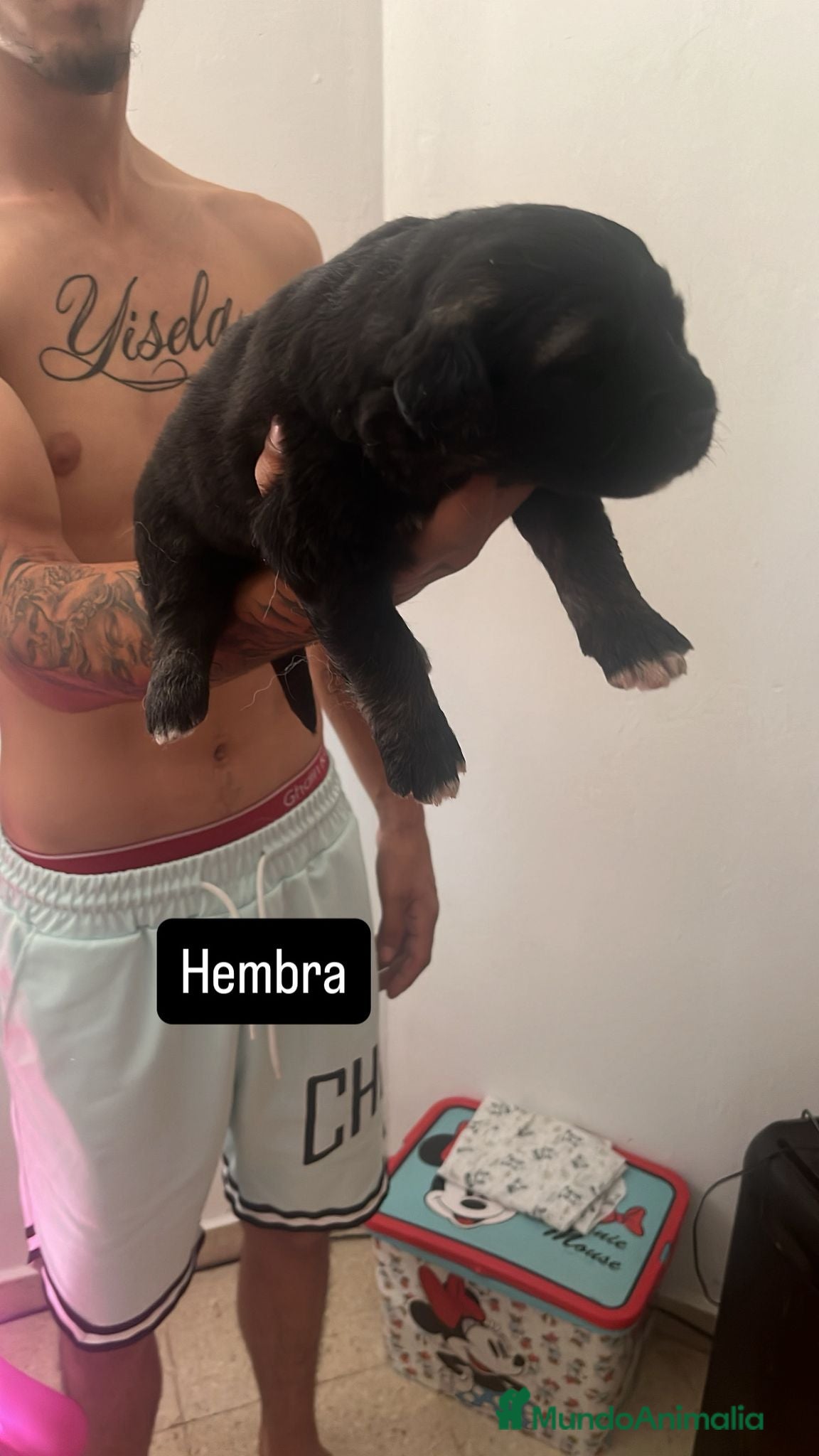 Pastor del Cáucaso perros en venta: Camada completa Pastor del Cáucaso  - Anuncio 3