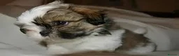 Shih Tzu perros en venta: shih tzu  - Anuncio 1